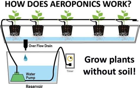 Aeroponics System Information For Beginners Agri Farming