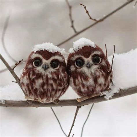Two Cute Little Baby Owls Curiosity Of An Owl