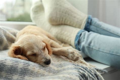 Signs And Symptoms Of Pneumonia In Dogs Huntersville Vets