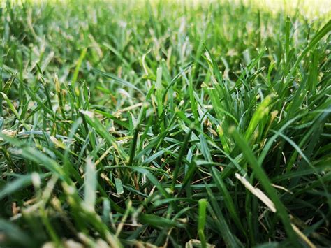 12 Useful Grass Textures