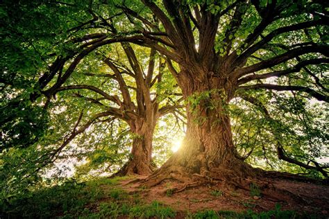 图片素材 晴朗 树木 太阳 性质 橡木 橡树 Sunny Tree 早上 福雷斯特 科 自然景观 阳光 木本植物