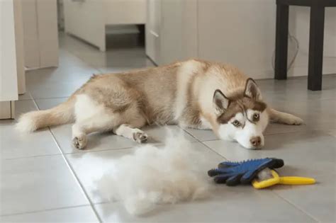 Why Is My Dog Shedding So Much And 7 Tips To Stop It World Dog Finder