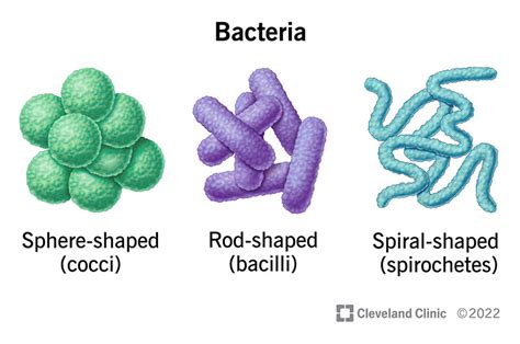 Types Of Bacterial Cells