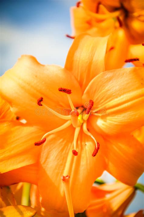 Lily Flowers Stock Photo Image Of Plant Flora Nature 42163370