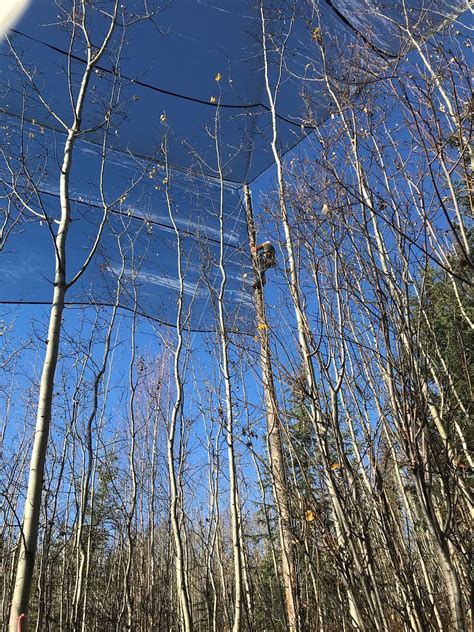 Aspen Running Canker Shade Cloth Experiment Bonanzacreek A Flickr