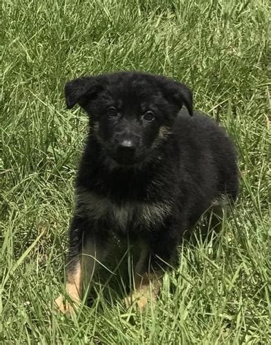 Plus dnn reports on a dog saved from the brink of death in texas. German Shepherd Dog Puppy for Sale - Adoption, Rescue for ...