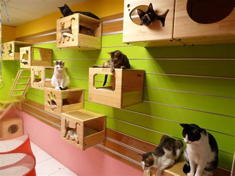 catswall  modular cat climbing wall perfect   pet