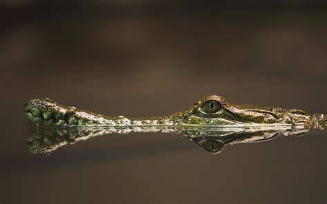 Wallpaper Animals Eyes Reflection Branch Reptiles Crocodiles