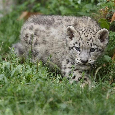 Photos of Snow Leopards in Zoos - Snow Leopard Trust