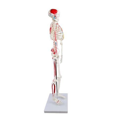 Walter Half Size Skeleton Wmuscles