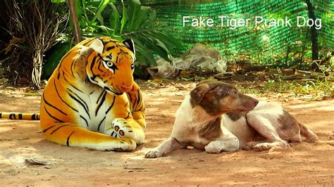 Fake Tiger Funny Prank Dog Why Prank Me Youtube