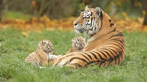 The Adorable Moment Two Newborn Tiger Cubs Play With Their Sleep Deprived Mother Review Guruu
