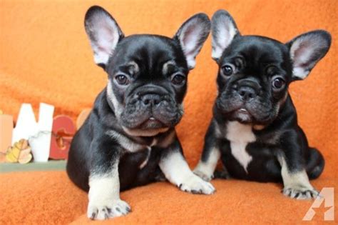 The french bulldog also weighs much less, with 28 pounds being the maximum weight in both males and females, whereas the english bulldog weighs anywhere between 40 and the french bulldog and the english bulldog both have short coats that will only require brushing once a week, and this is. Bummiswhisperforsale: French Bulldog Puppies Black And Tan