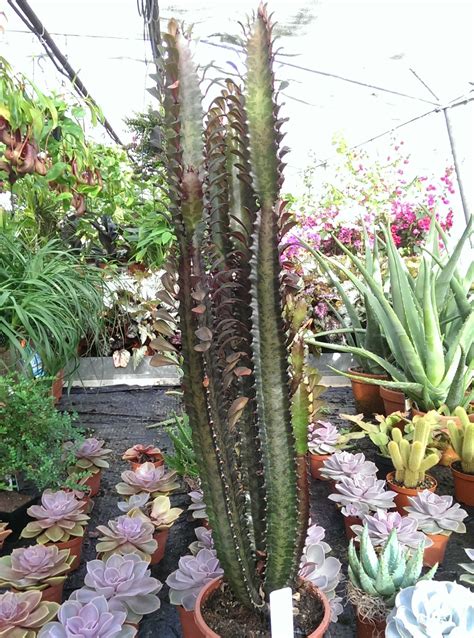 Large Euphorbia Trigona Rubra Cactus Plant In A 17cm Pot