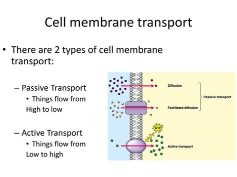 Mechanisms Of Transport Across The Cell Membrane Vrogue
