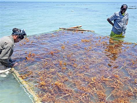 Indian Women Show The Way For Cultivating Eco Miracle Seaweed