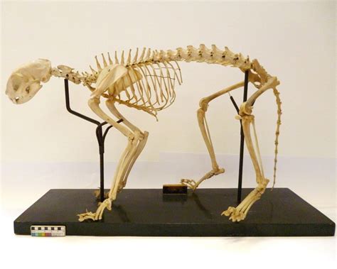 Specimen Of The Week 391 The Domestic Cat Skeleton Laptrinhx News