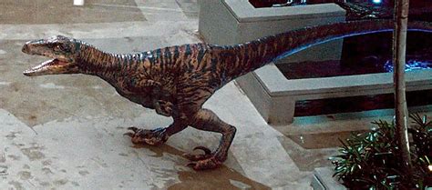 Velociraptor Echo From Jurassic World