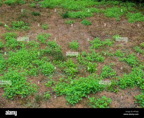 House Front Lawn Covered In Crangrass Weeds Stock Photo Alamy