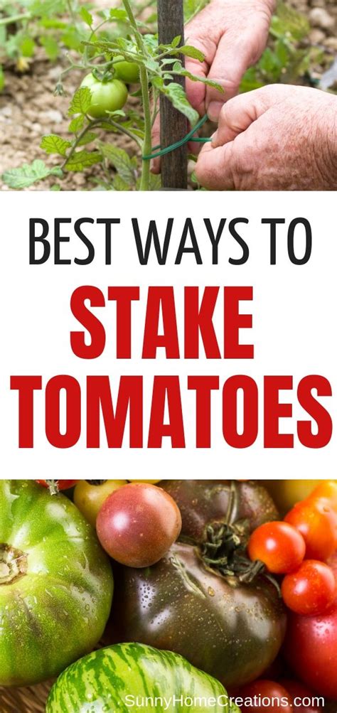 Best Ways To Stake Tomatoes Tomato Vine Staking Tomato Plants