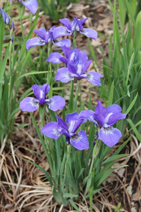 Summerchase Gardens Dwarf Siberian Iris