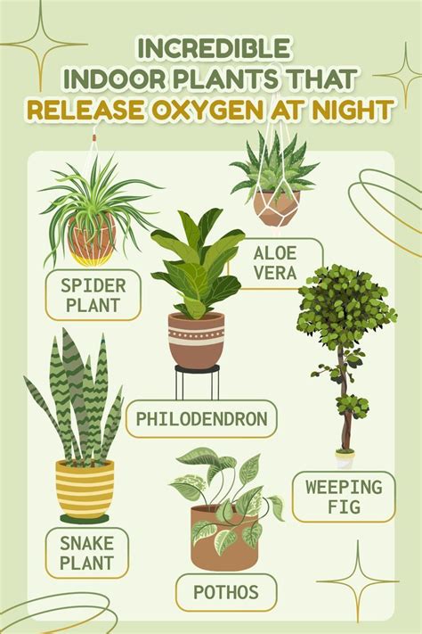 Indoor Plants That Release Oxygen At Night Plants House Plants