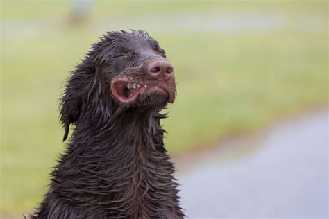 17 Images Of Dogs Enjoying A Windy Day Dogs Windy Day Blowin In