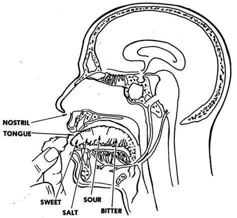 Images 11 Nervous System Basic Human Anatomy