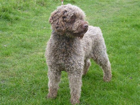 How do you say my little puppy in spanish? Spanish Water Dog. | Stoke On Trent, Staffordshire | Pets4Homes