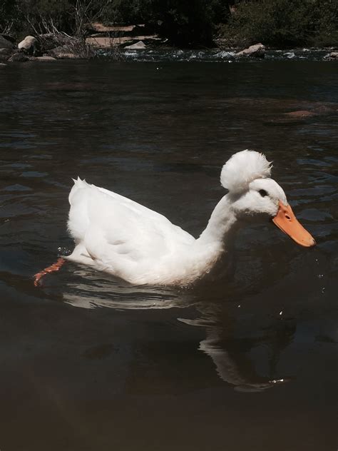 Afro Duck Found Me At The River Repin And Follow Baby Ducks Baby