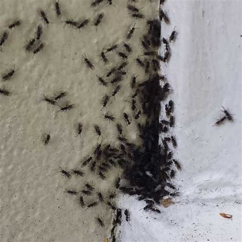 What Kills Fleas In Carpet Black Ant Like Bugs With Wings