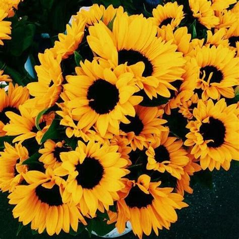 Yadira ღ On Twitter Rt Sunflowerslust Sunflower 🌻