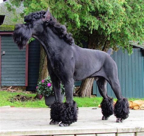 The giant schnauzer's german name is riesenschnauzer — riesen meaning giant in german. Pin by Ann Sosbe on Creative Grooming | Dog groomers, Dog ...