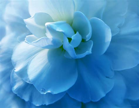 Blue Begonia Flower Photograph By Jennie Marie Schell