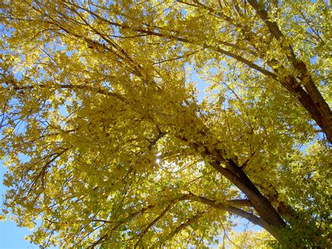 Cottonwood Tree Pictures Photos Facts On The Cottonwood Tree