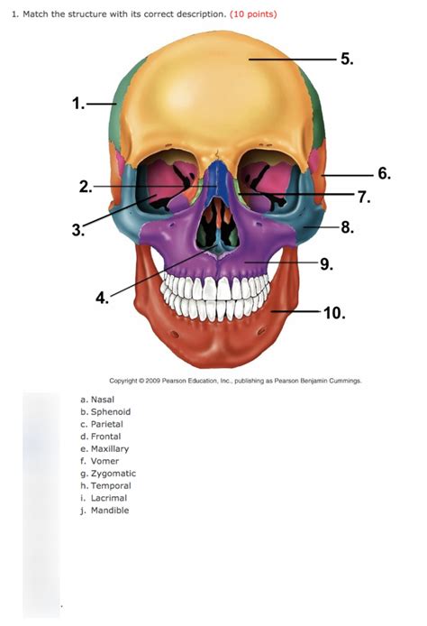 Skull Quiz Diagram Quizlet