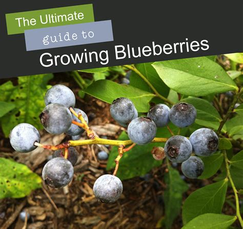 Ultimate Guide To Growing Blueberries Homestead And Gardens Growing