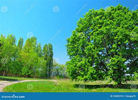 Green Tree And Blue Sky Stock Image Image Of Grass Branch 18458725