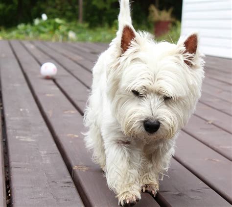 Breed Review West Highland White Terrier 20 Pics Page 6 Of 7 Pettime