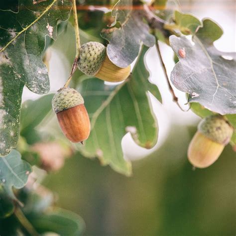 10 Interesting Facts About The Oak Tree The Environmentor