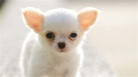 Chihuahua Puppies For Sale In Jaipur Long Hair Chihuahua Puppy Price