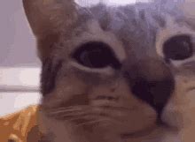 Cat Eating And Stares GIF Cat Eating And Stares Discover Share GIFs