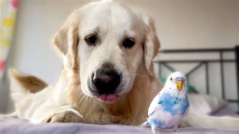 Golden Retriever Dog Plays With Budgie For The First Time Youtube