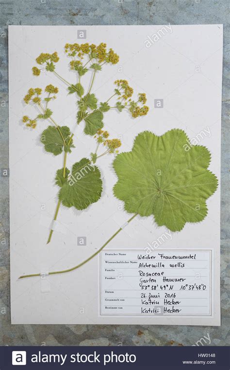Herbarium vorlage deckblatt vorlage mathe decken kreative ideen basteln mit kindern deutsch herbst vorlagen. Fertige Herbarbogen, Herbarbögen. Weicher Frauenmantel ...
