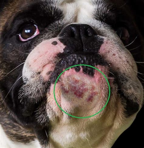 Are Puppy Pimples Contagious