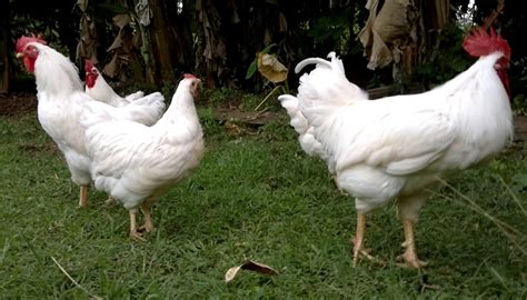 10 Chicken Breeds That Have White Plumage