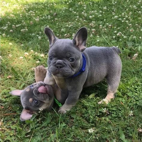 Best Frenchies Of Day On Instagram I Just Cant Handle This Cuteness
