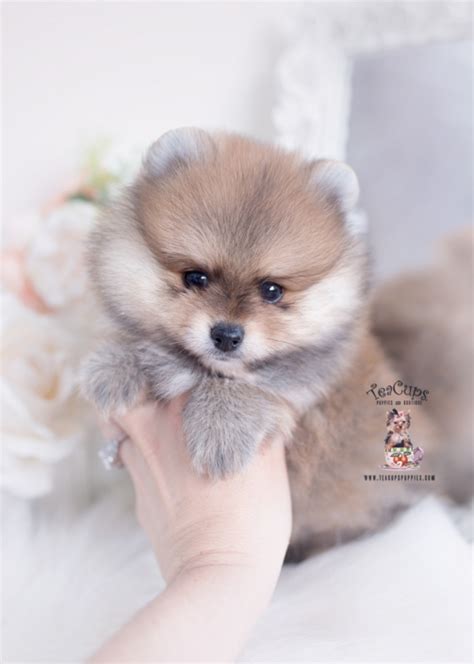 Wolf Sable Pomeranian Puppy For Sale 269 A Teacup Puppies And Boutique