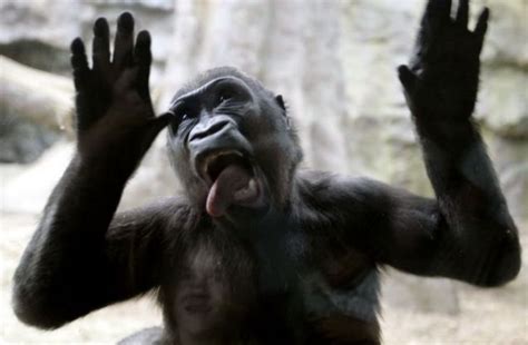 Funny Gorilla Pictures Pictures Gallery Blog Funny Monkey Pictures