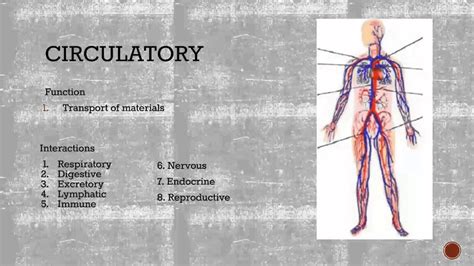 Human Body System Interactions Youtube